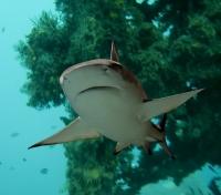 Black-tipped Reef Shark Black-tipped Reef Shark